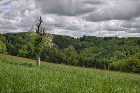 Der einsame Obstbaum auf weiter Flur