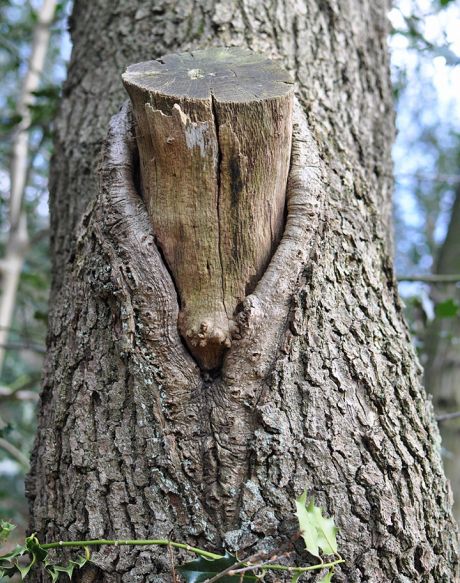 Fuchsbaum ohne Fuchs