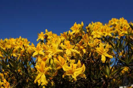 Gelb, Natur
