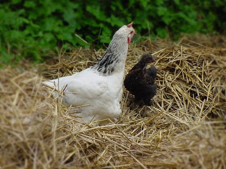 Huhn mit Nachwuchs: garantiert ohne Antibiotika