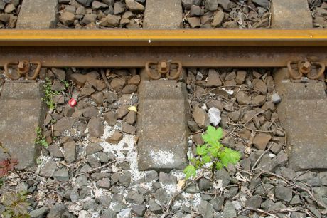 Rostiges Gleis mit aufstrebender Natur